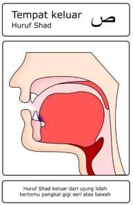 Contoh huruf hijaiyah yang termasuk dalam kategori Al-Lisan (Lidah) – shod ( ص )
