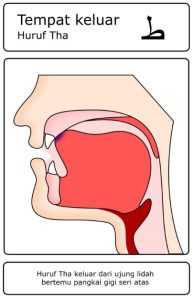 Contoh gambar huruf hijaiyah yang termasuk dalam kategori Al-Lisan (Lidah) – tho’ ( ط )