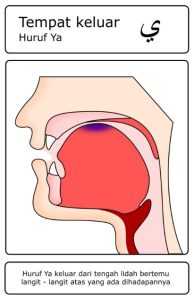 Contoh gambar huruf hijaiyah yang termasuk dalam kategori Al-Lisan (Lidah) – ya’ ( ي )