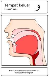 Contoh gambar huruf hijaiyah yang termasuk dalam kategori Asy-Syafatain (Dua Bibir) – Wawu ( و )